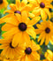 Black Eyed Susan